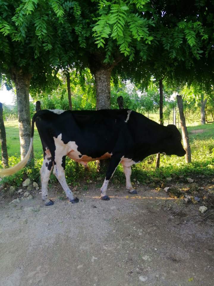 animales y mascotas - Toro raza Holstein, puro.
