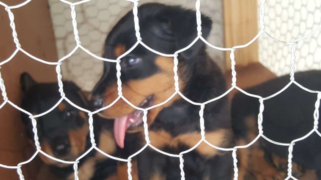 animales y mascotas - Se vende cachorros Rottweiler 8000 pesos