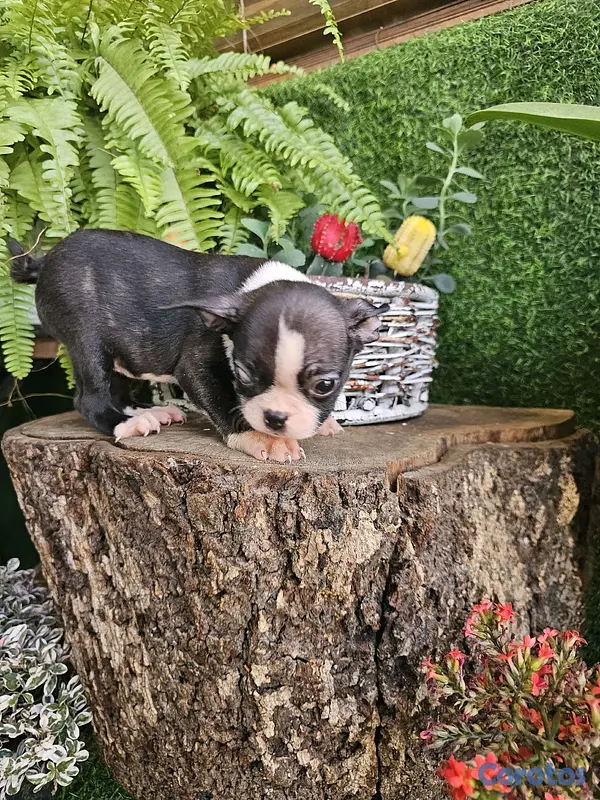 animales y mascotas - Boston terrier 100%  3