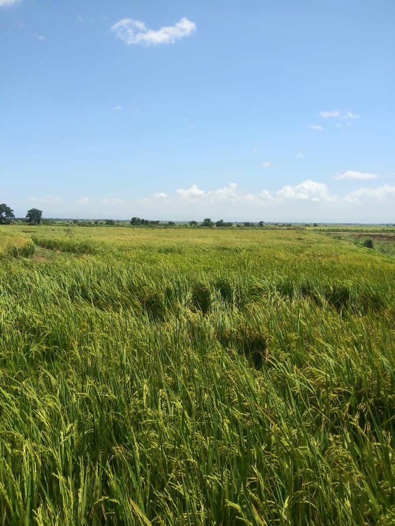 solares y terrenos - 60 mil tareas de arroz en la vega 