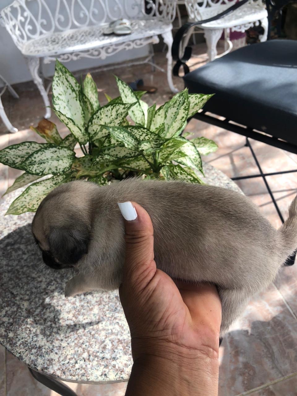 animales y mascotas - pug disponible  5