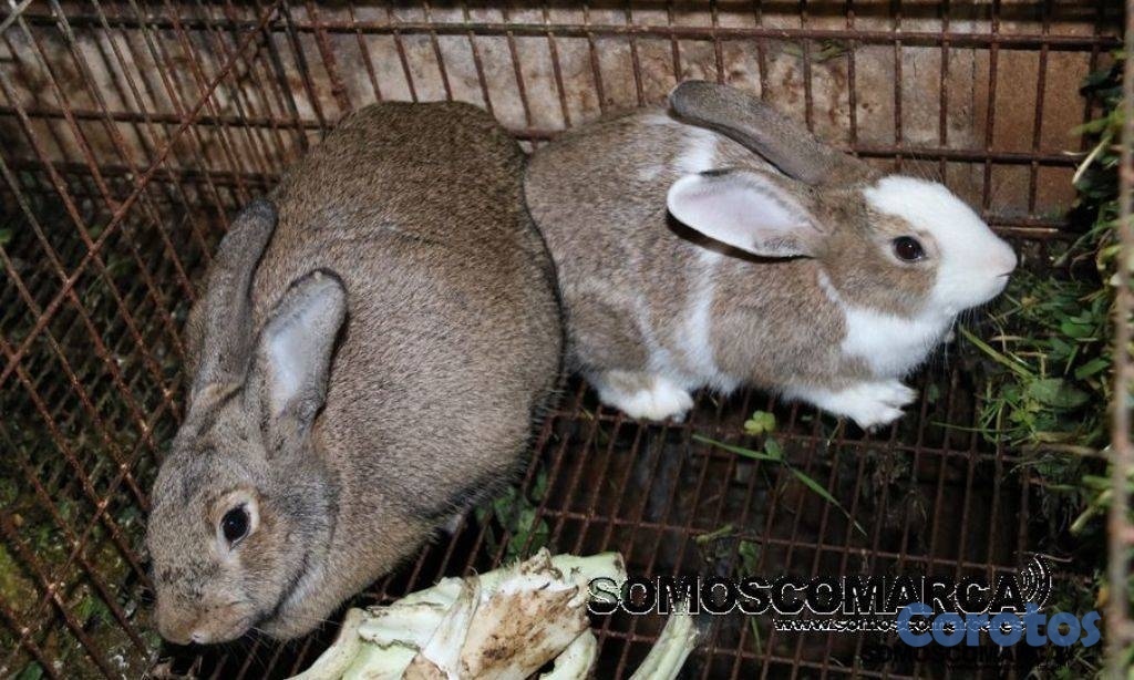 animales y mascotas - Venta de conejos de consumo salavaje  2