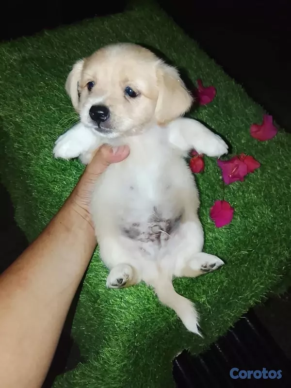 animales y mascotas - Shipoo Disponibles  2
