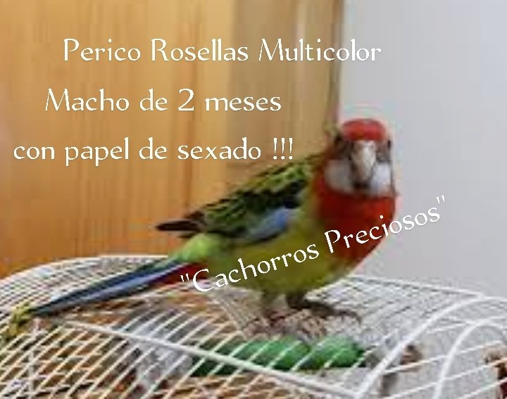 animales y mascotas - Aves Exóticas de todas las razas y Mutaciones.... 8
