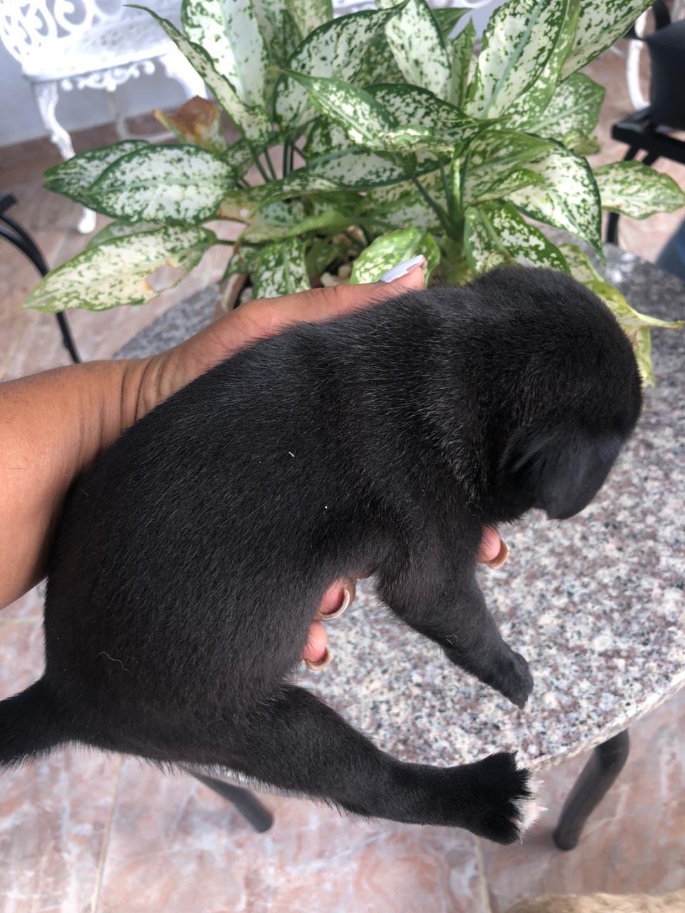 animales y mascotas - pug disponible  2