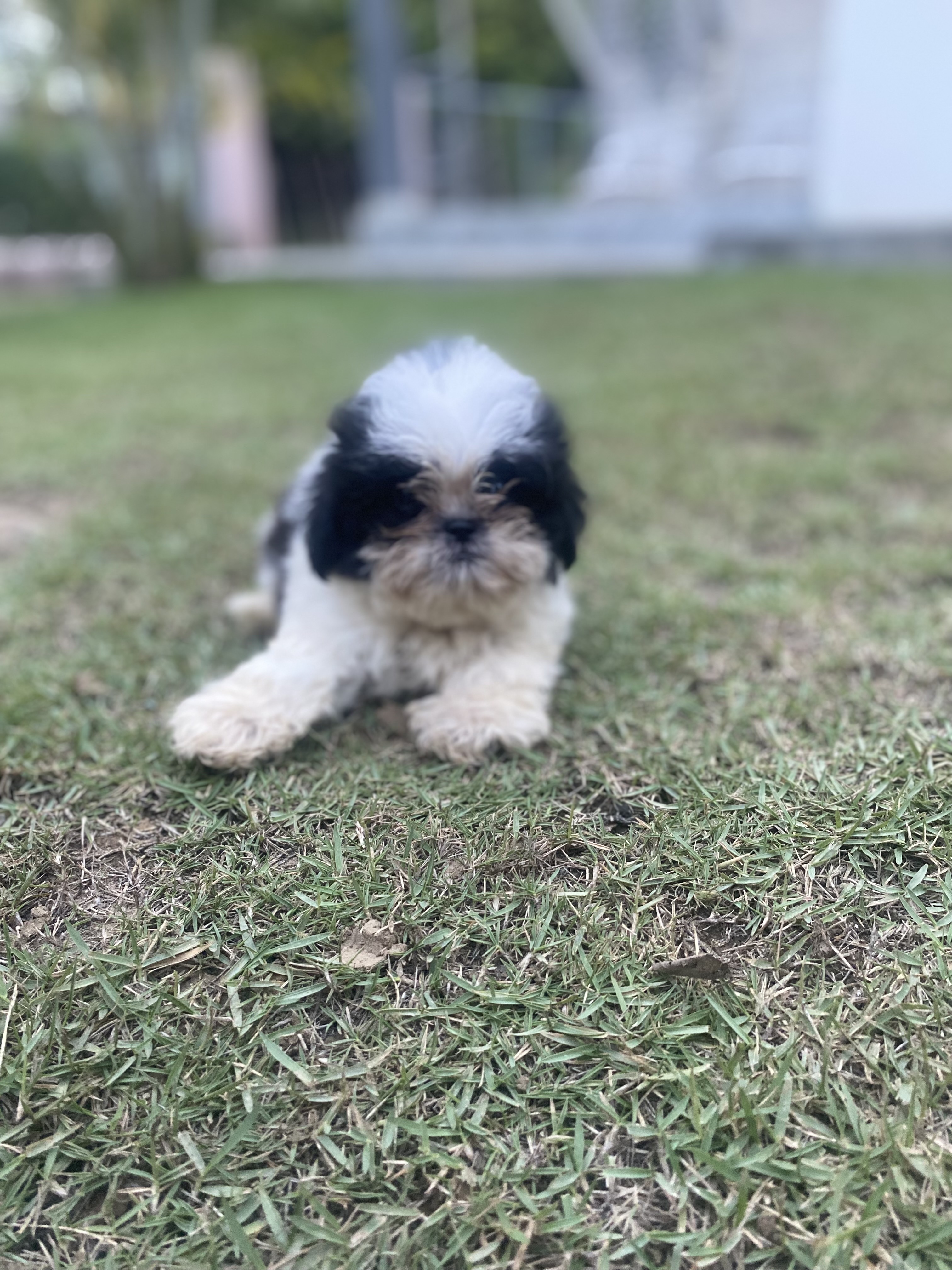 animales y mascotas - Shihtzu en ventas 25 mil pesos dominicanos  3