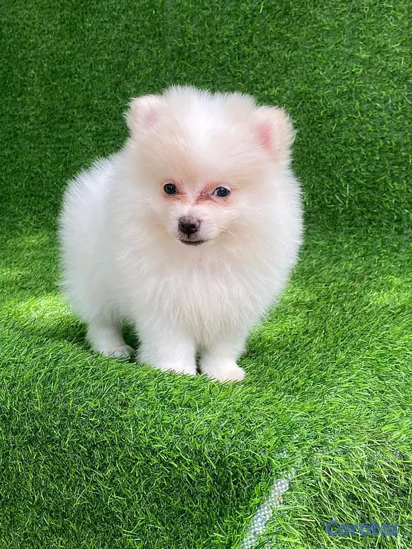 animales y mascotas - hermosos cachorritos pomerania mini  10