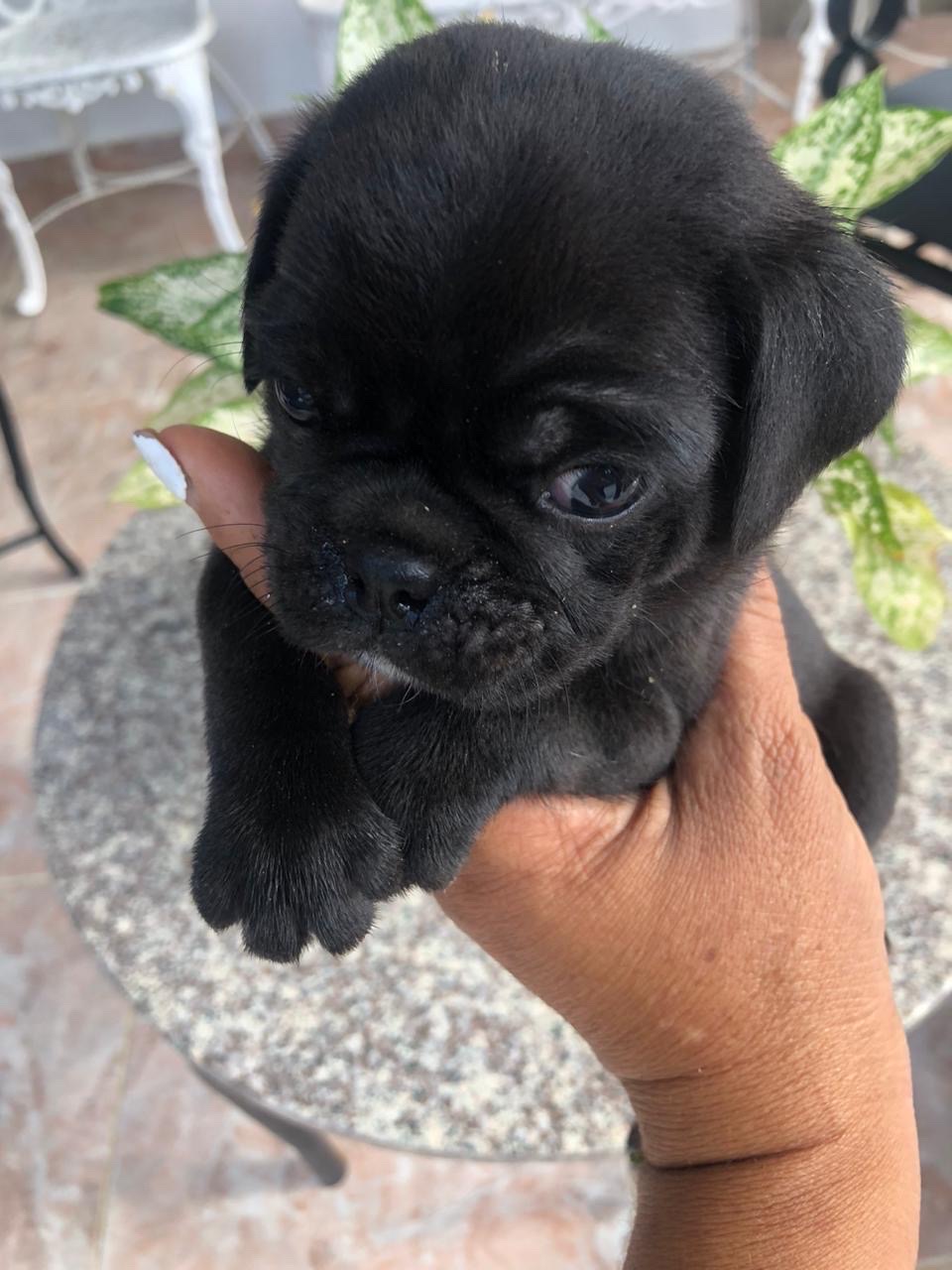 animales y mascotas - pug disponible  3