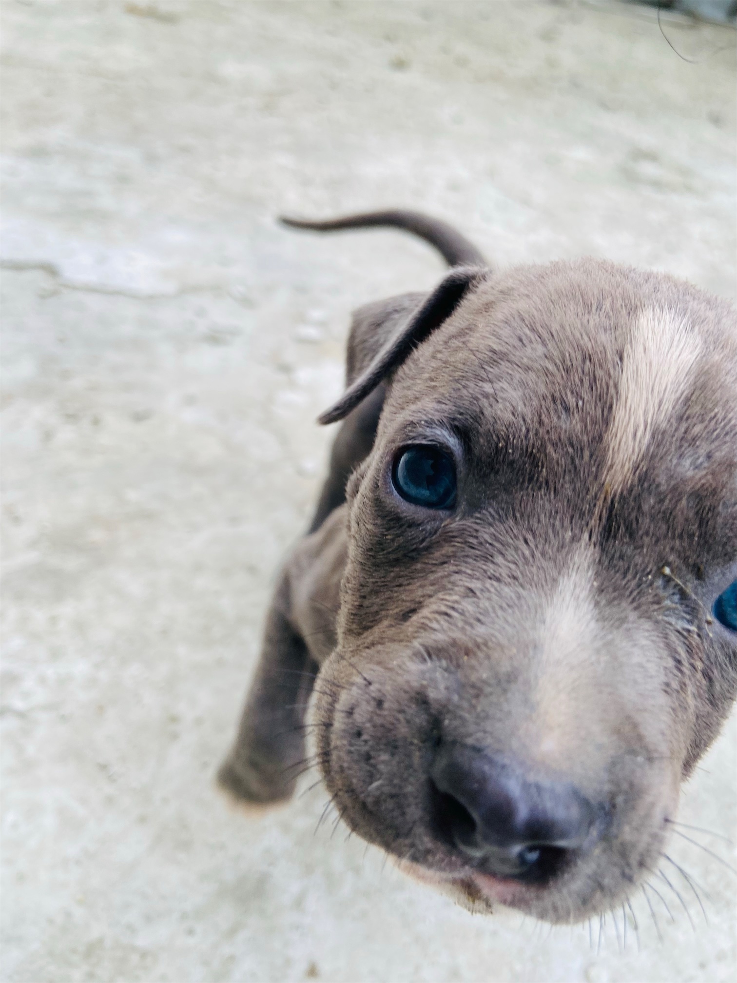animales y mascotas - Cachorros Pitbull blue cruce con red nose.