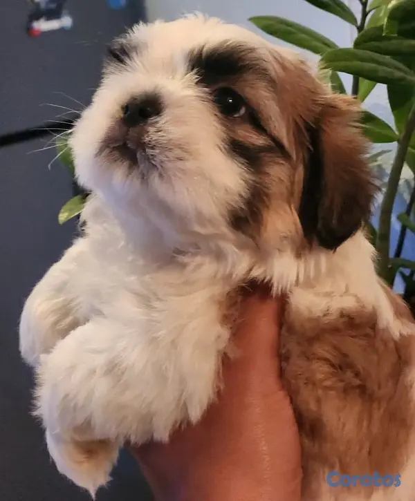 animales y mascotas - Shih tzu ambos sexos 4