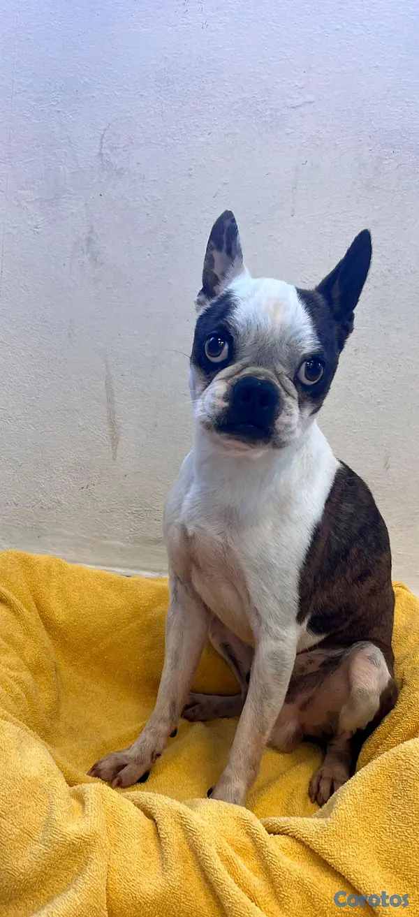 animales y mascotas - Hermosa Cachorros Boston Terrier, la mejor genética  8