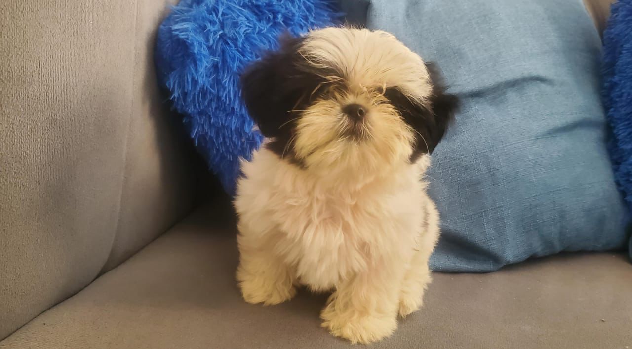 animales y mascotas - OFERTA CACHORRO SHIH TZU HEMBRA EN SANTO DOMINGO Y