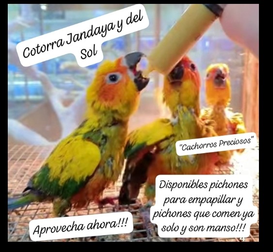 animales y mascotas - Aves Exóticas de todas las razas y Mutaciones.... 10