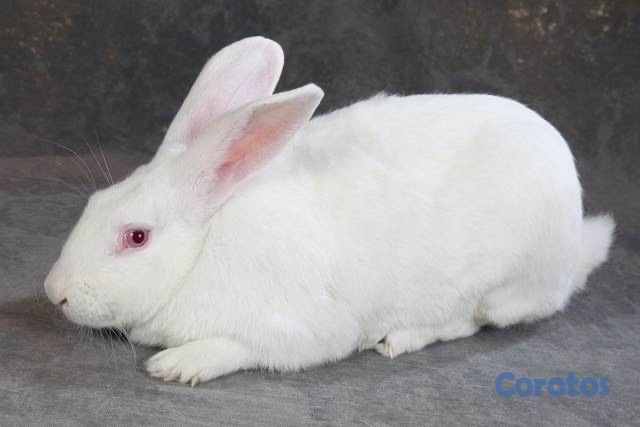 animales y mascotas - Venta de conejos de consumo salavaje  1