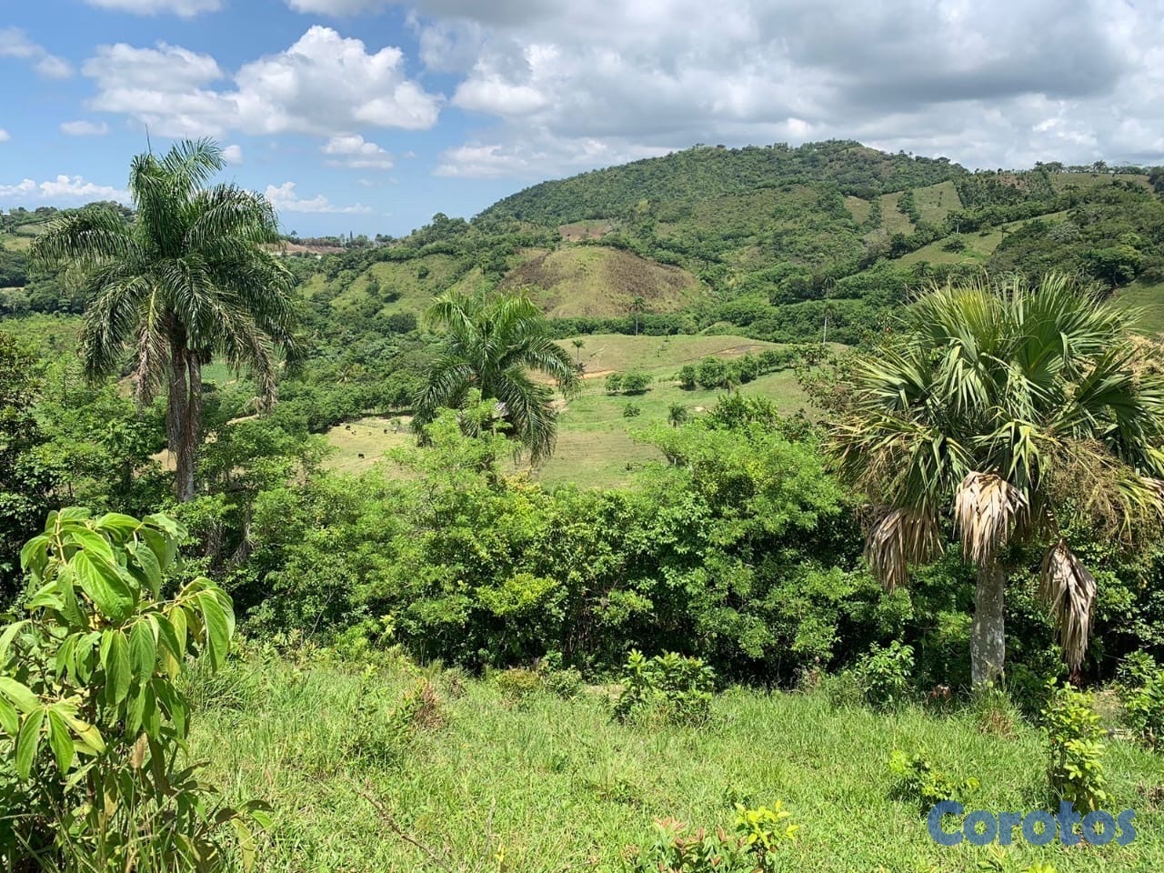 solares y terrenos - finca ganadería en villa trina  9