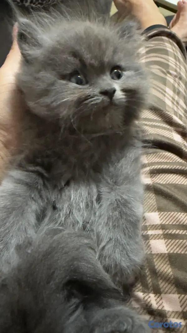 animales y mascotas - Gato Persa Blue Macho 3
