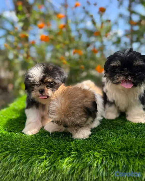 animales y mascotas - Cachorros Shitzo Mini Hembra 3