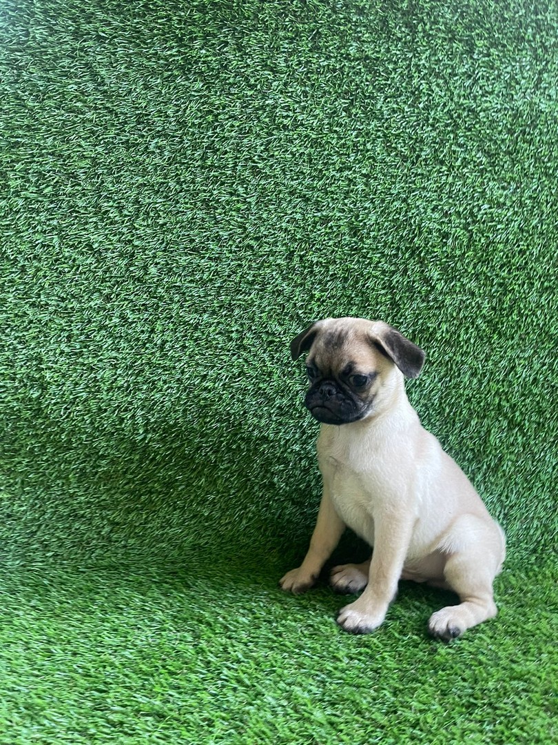 animales y mascotas - Pug macho. 0