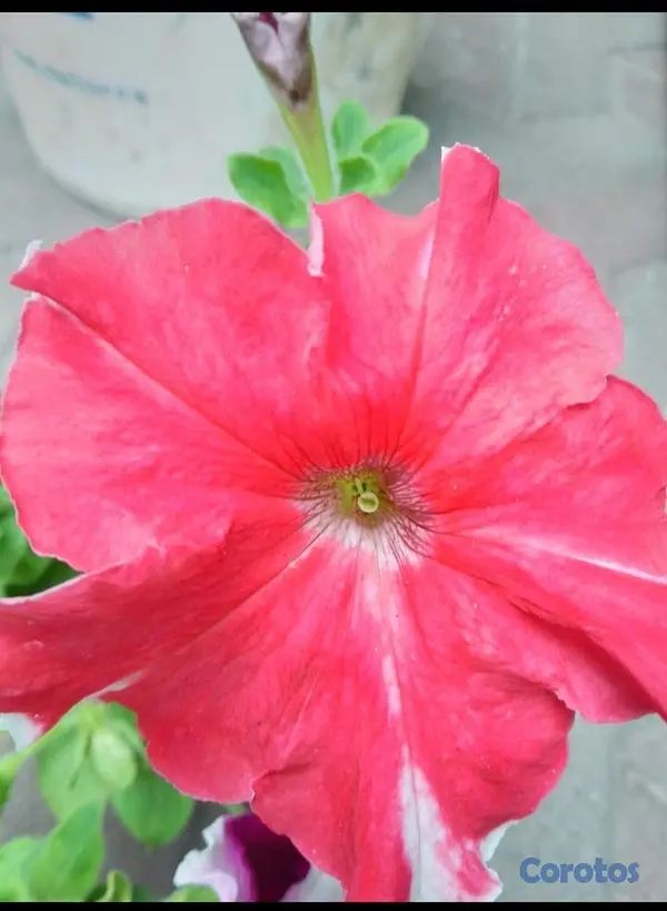 decoración y accesorios - Oferta de Petunias al Por mayor y detalle  6