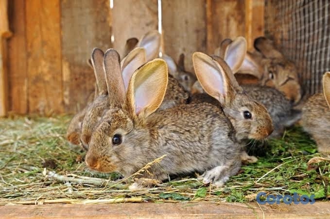animales y mascotas - Venta de conejos de consumo salavaje  3