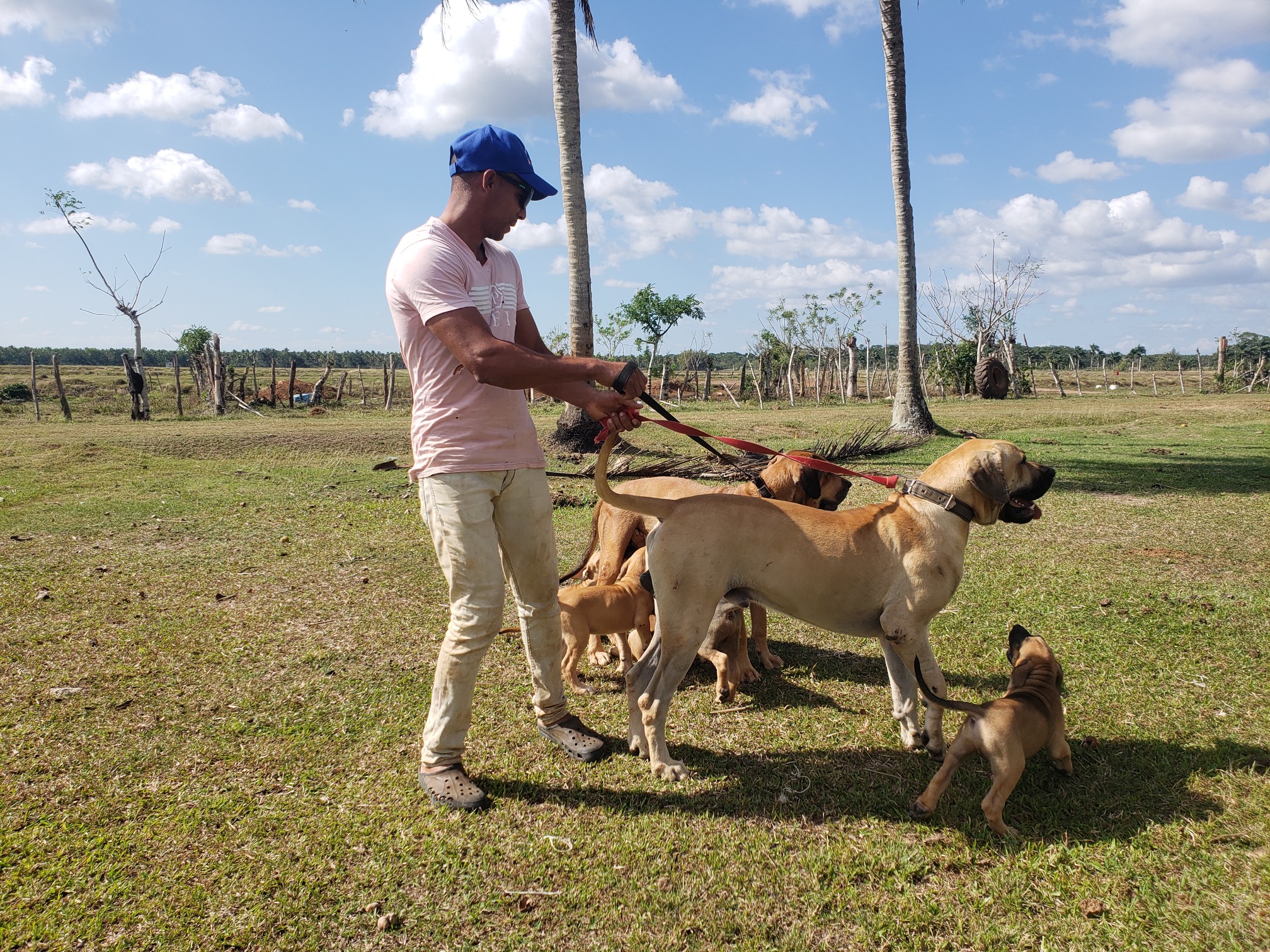 animales y mascotas - Fila Brasileiro disponible