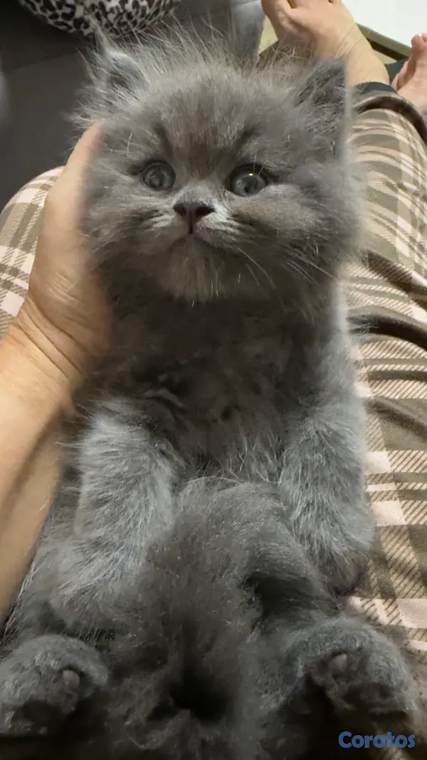animales y mascotas - Gato Persa Blue Macho 4