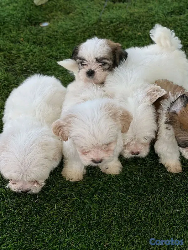 animales y mascotas - hermosos cachorritos de shipoo toy  3