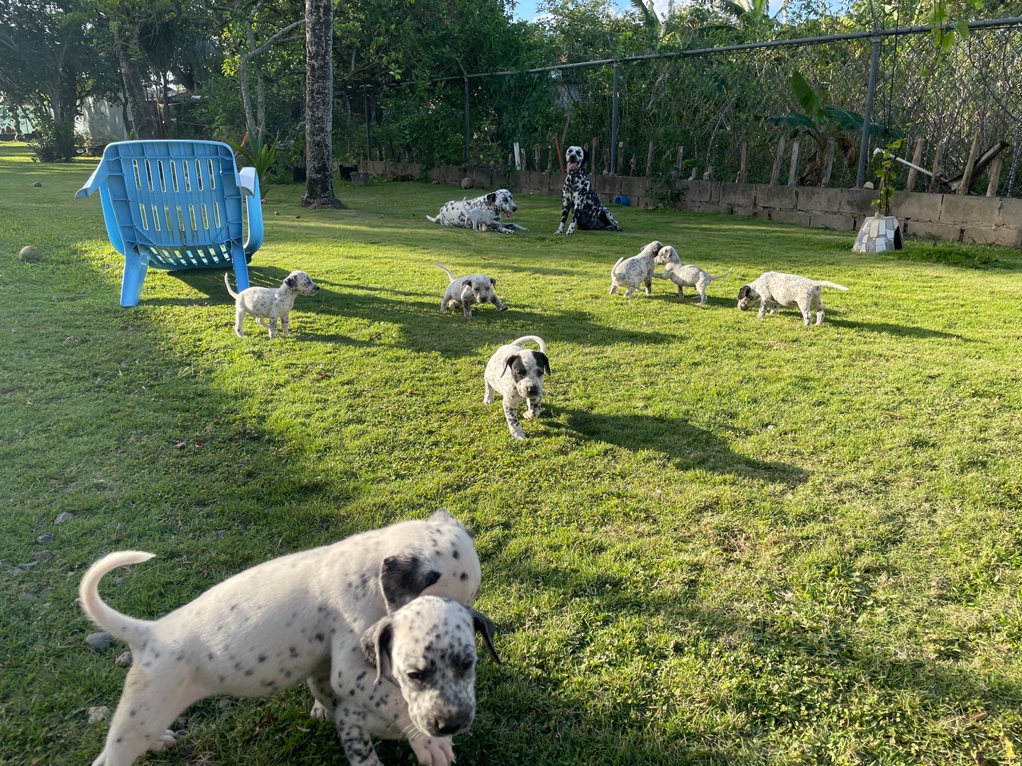animales y mascotas - Cachorros Dalmatas en Rio Verde Abajo, La Vega