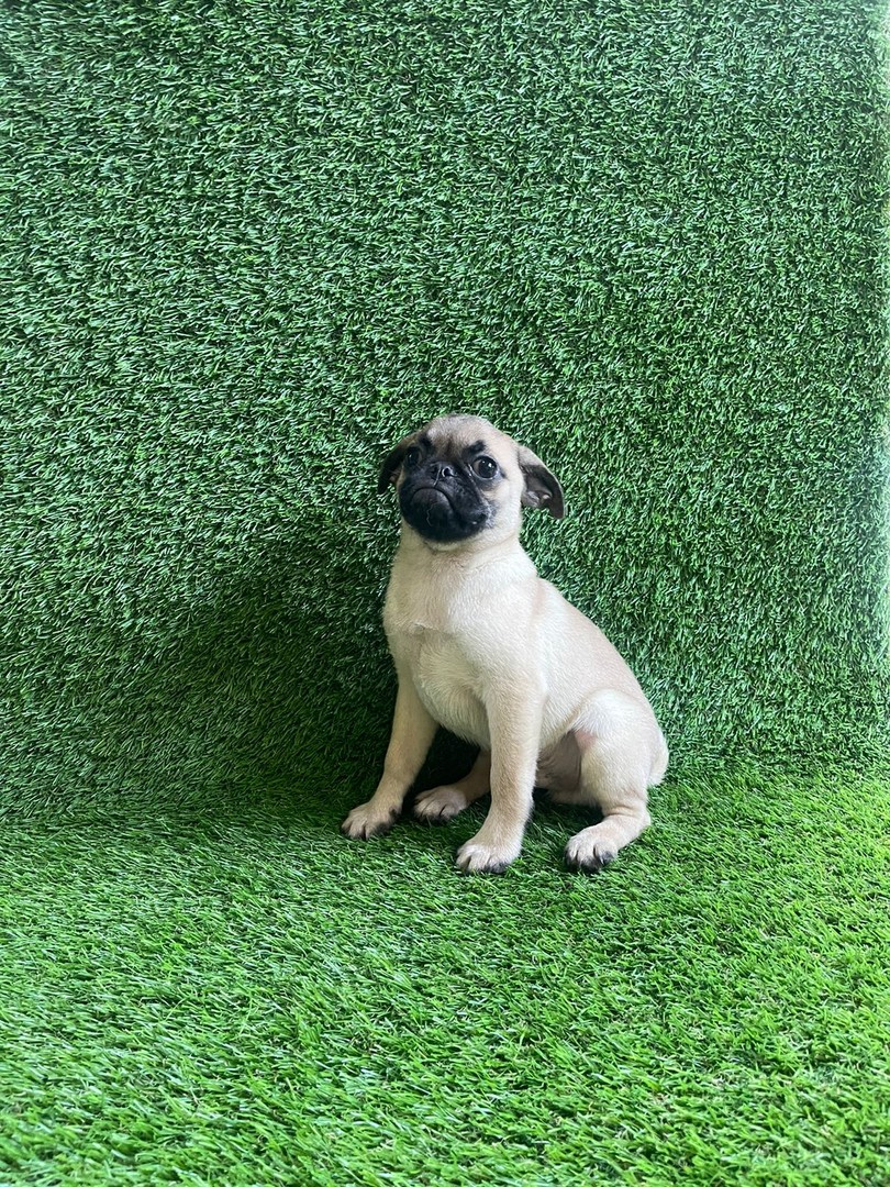 animales y mascotas - Pug macho. 1