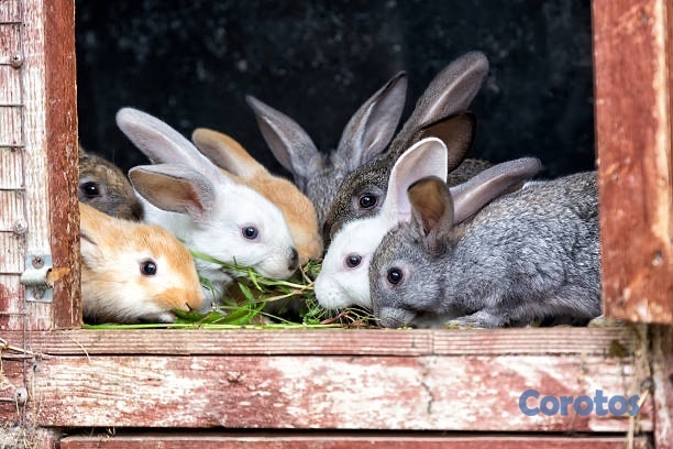 animales y mascotas - Venta de conejos de consumo salavaje  4