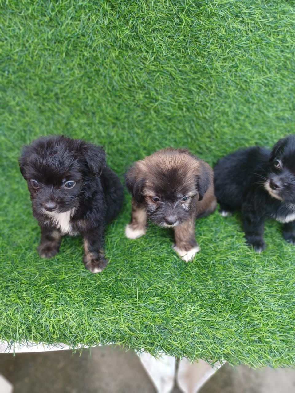 animales y mascotas - OFERTA CACHORRO SHIPOO AMBOS SEXO EN SANTO DOMINGO