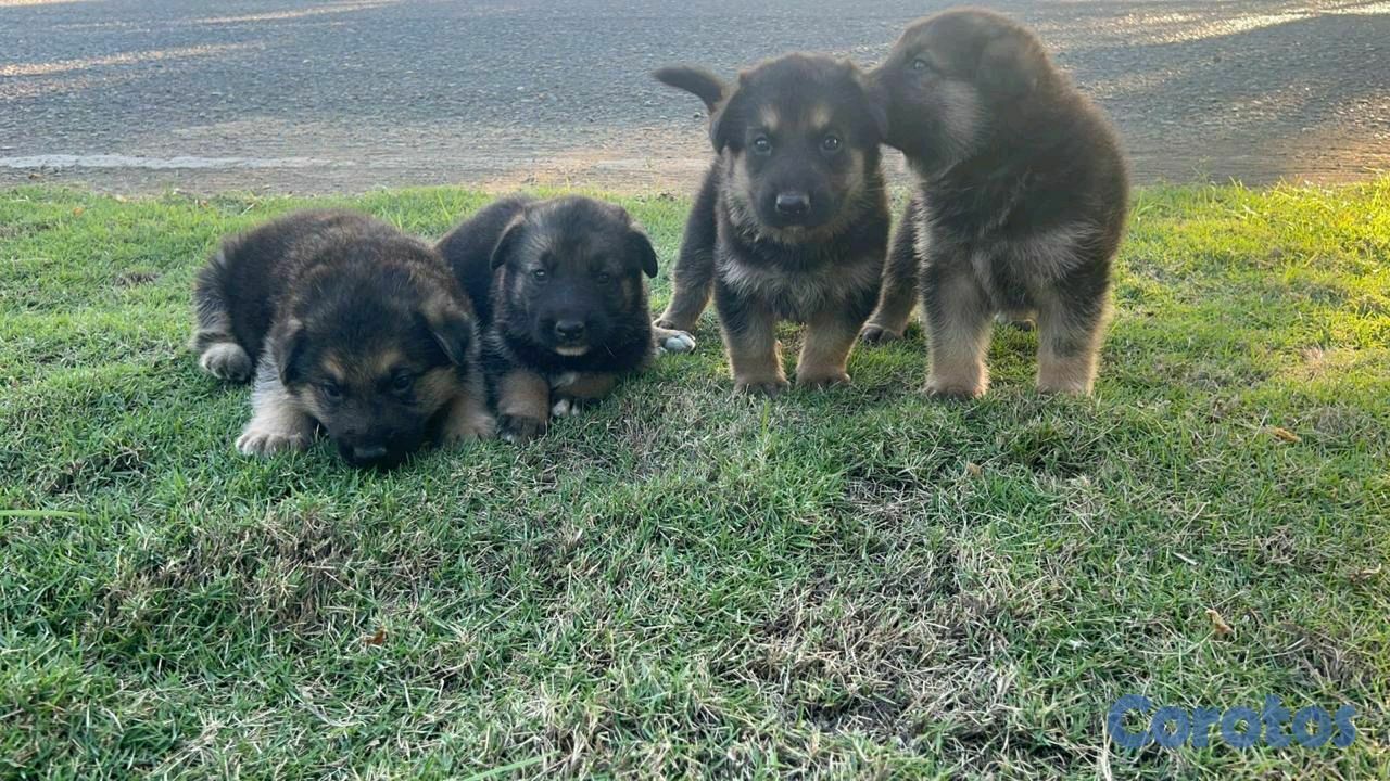 animales y mascotas - pastor alemán  1