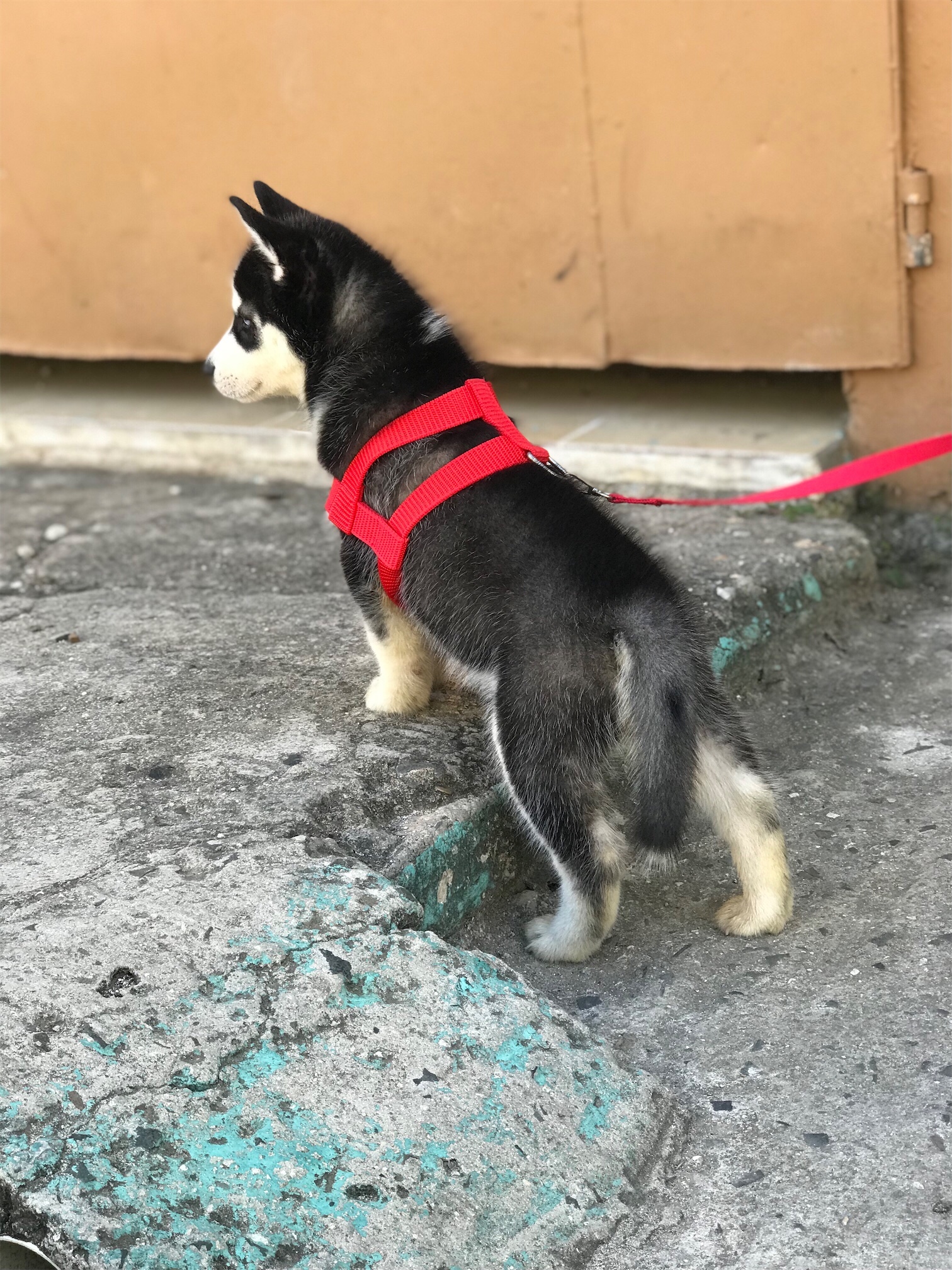 animales y mascotas - Cachorro de Husky Siberiano de 3 meses 