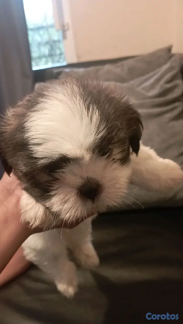 animales y mascotas - SHIH TZU MACHO 💙  2