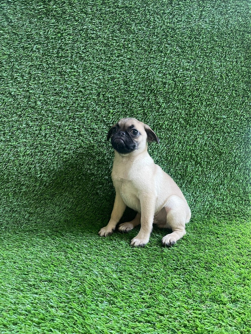 animales y mascotas - Pug macho. 2