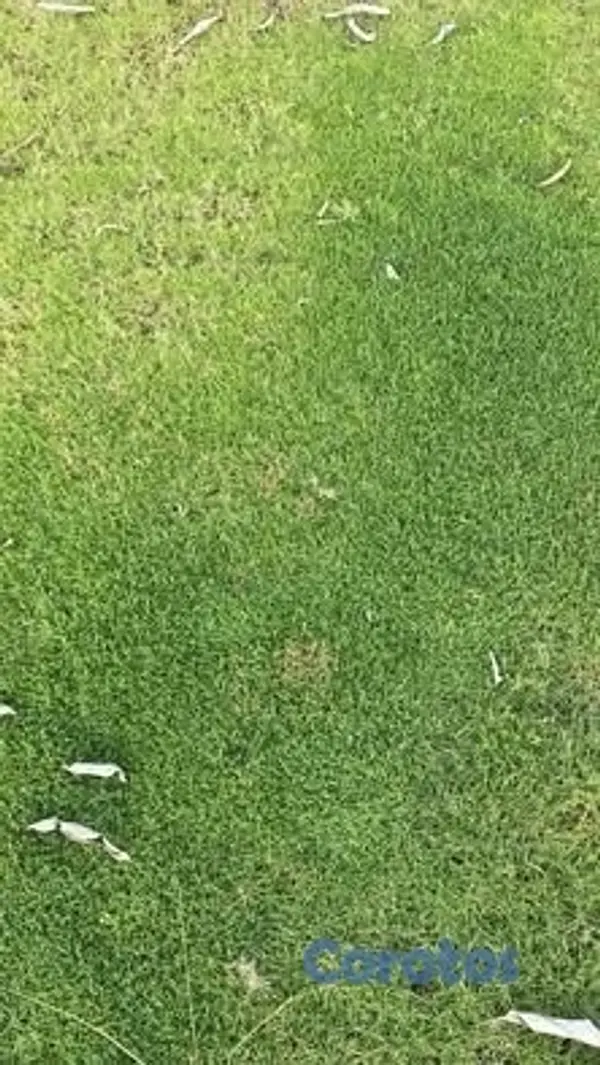 herramientas, jardines y exterior - venta de grama al por mayor y al detalle  3