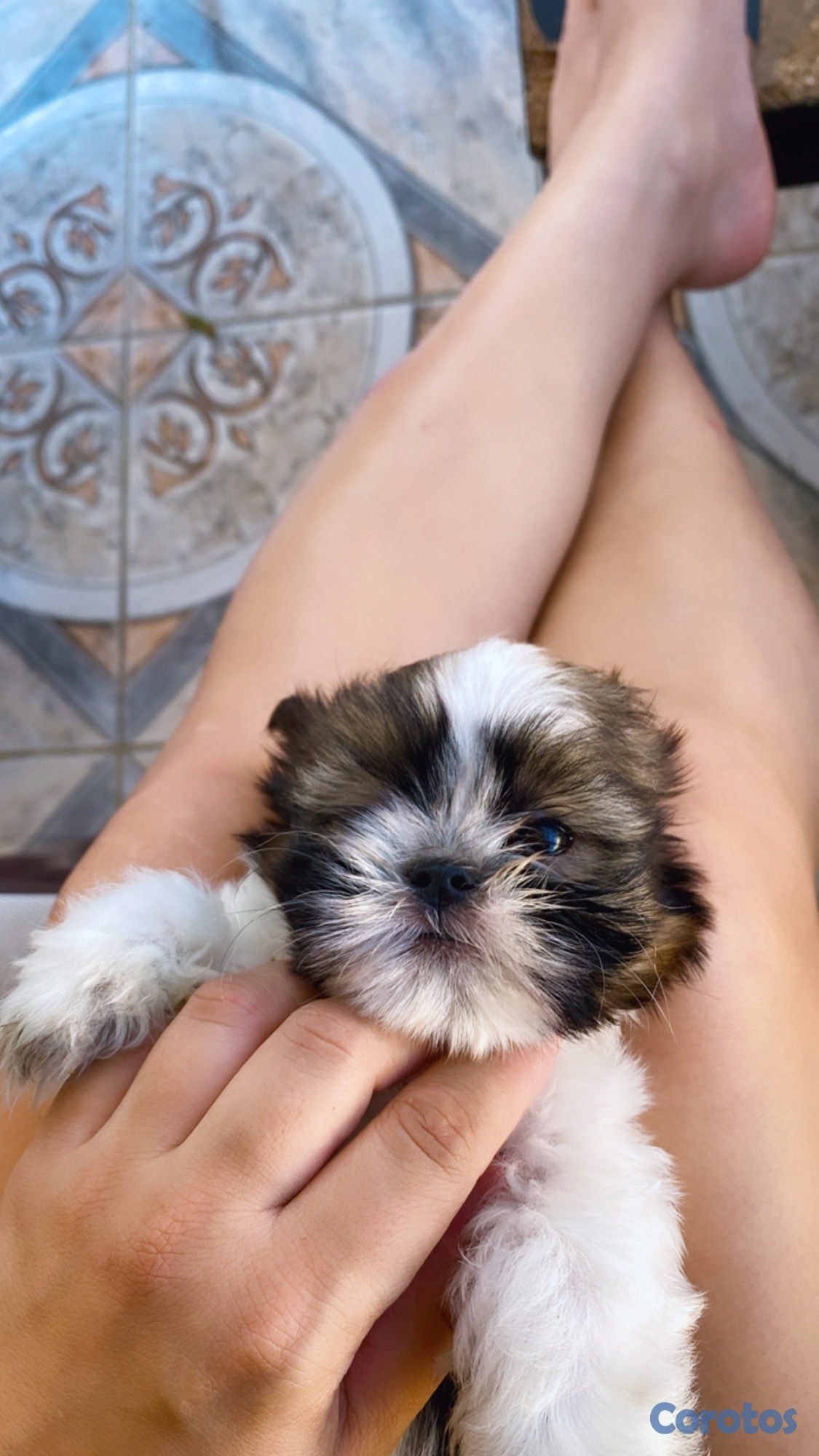 animales y mascotas - Cachorro Shih Tzu mini hembra  3
