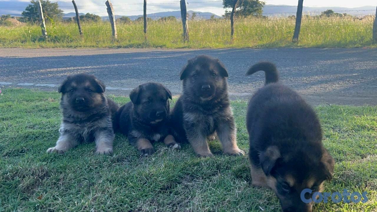 animales y mascotas - pastor alemán  3