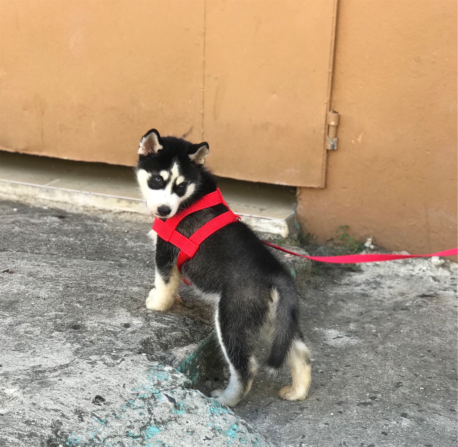 animales y mascotas - Cachorro de Husky Siberiano de 3 meses  4