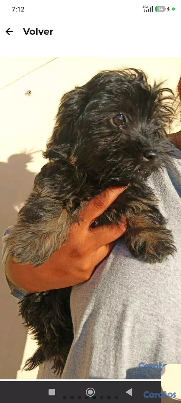 animales y mascotas - poodles macho  2