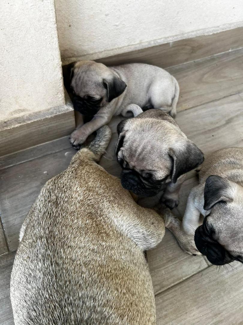 animales y mascotas - cachorros pug 2