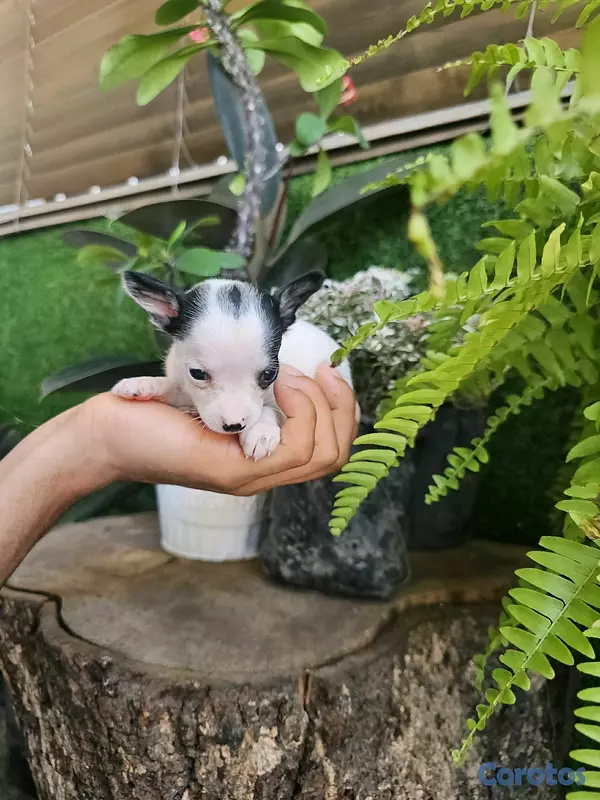 animales y mascotas - chihuahua miniatura Super pequeñitos 100% 5