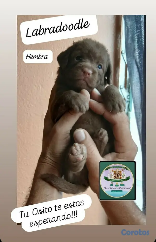 animales y mascotas - Labradoodle,Goldendoodle,Poodle,Golden Retriever,Labrador, Doodle de oportunidad 8