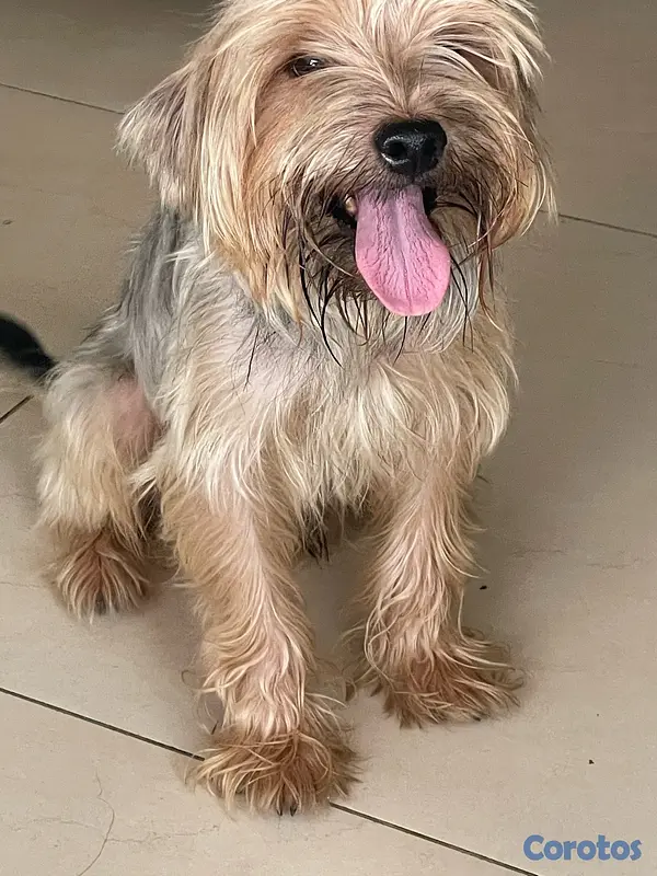 animales y mascotas -  cachorros Yorkie  4