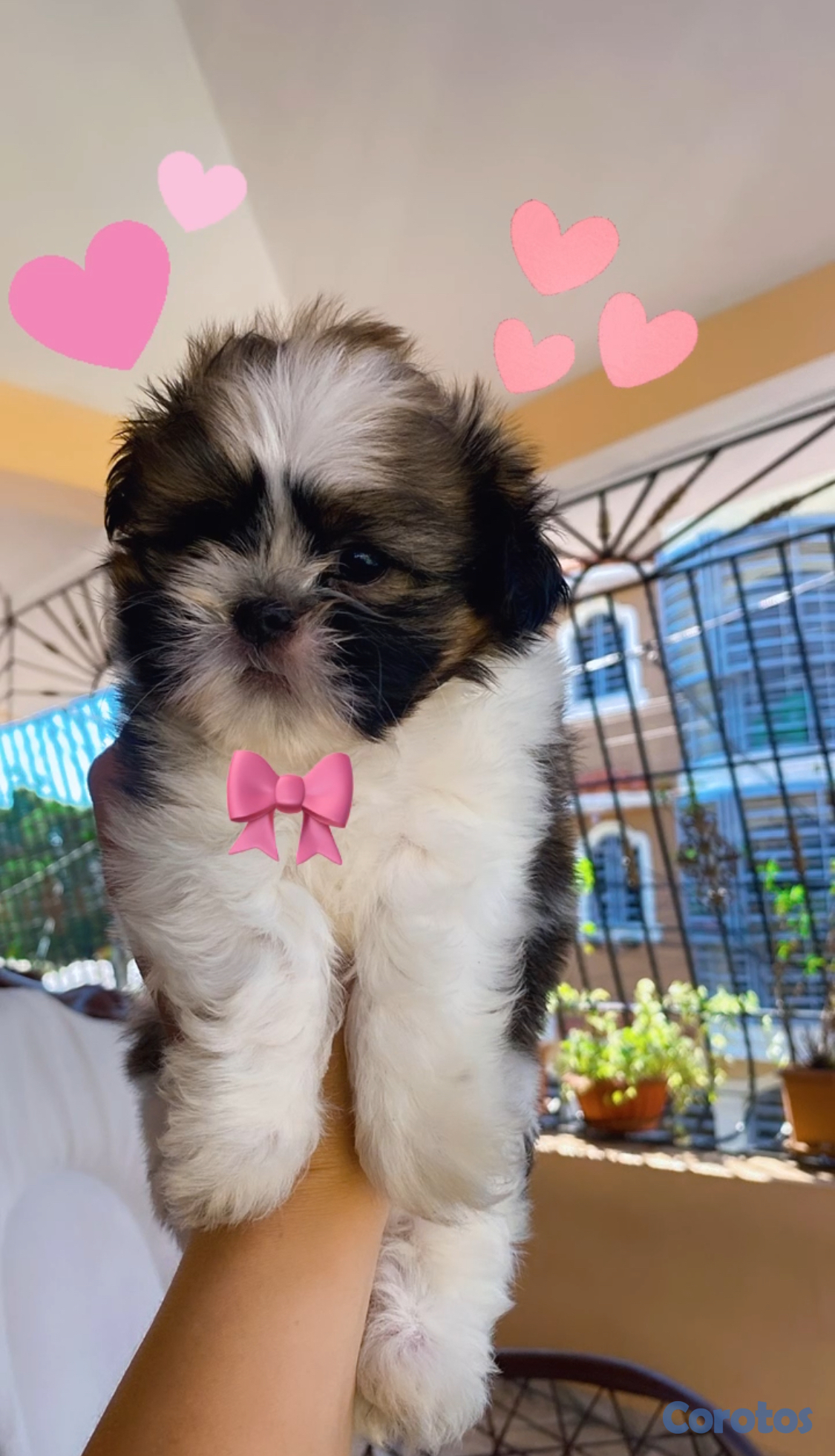 animales y mascotas - Cachorro Shih Tzu mini hembra  1