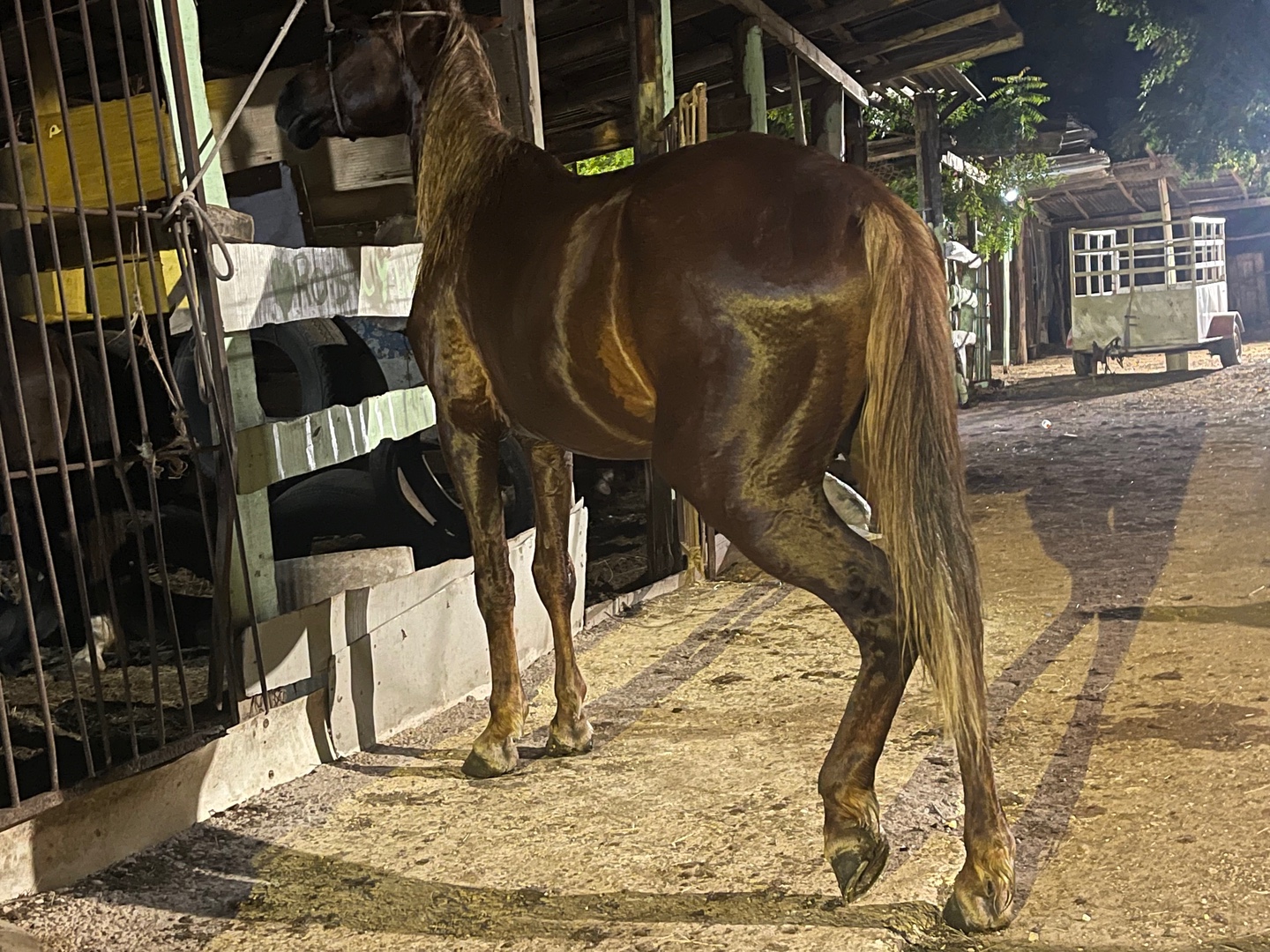 deportes - Hermoso caballo Alazano 