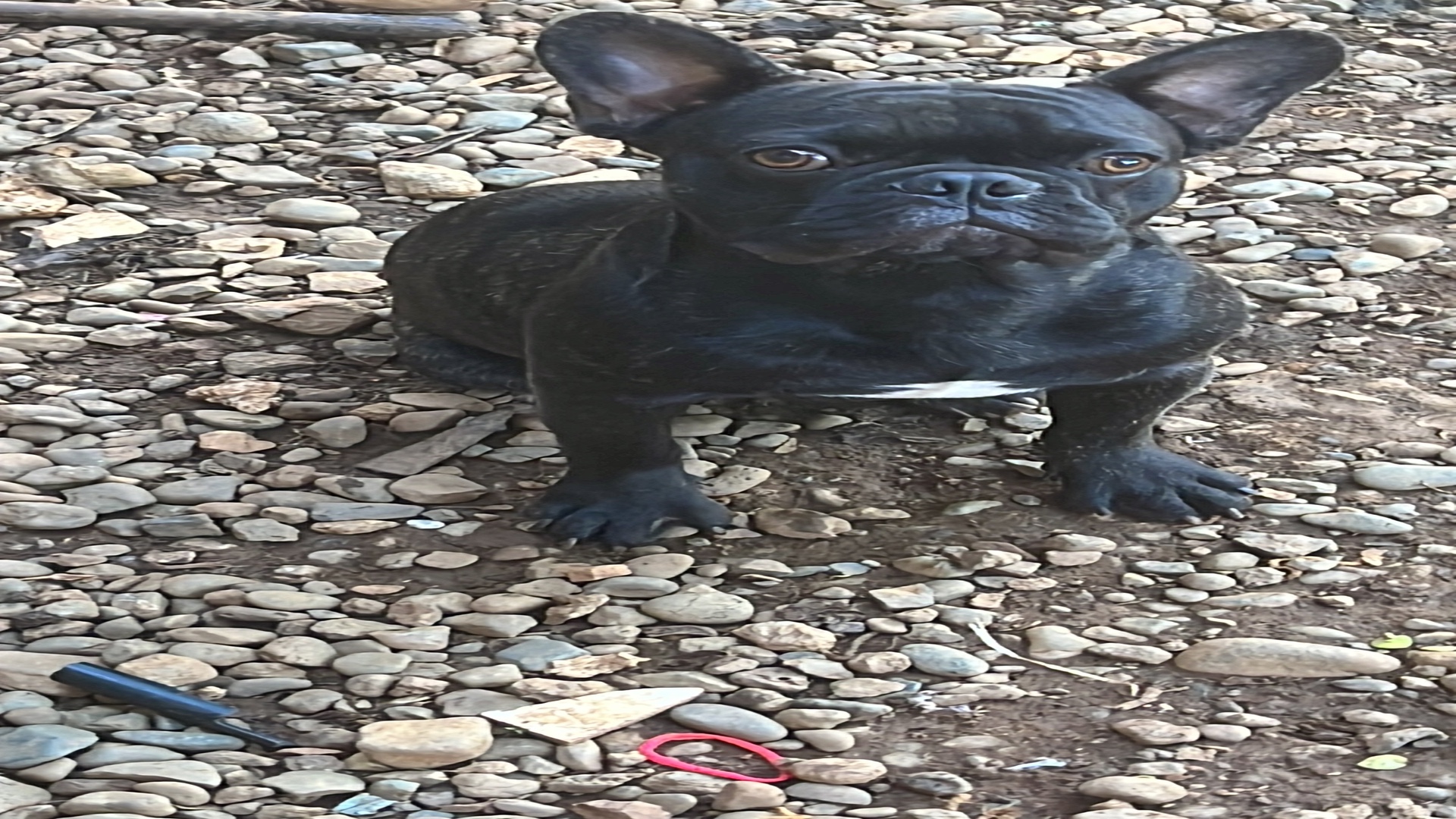 animales y mascotas - Busco pareja para mi bulldog frances 