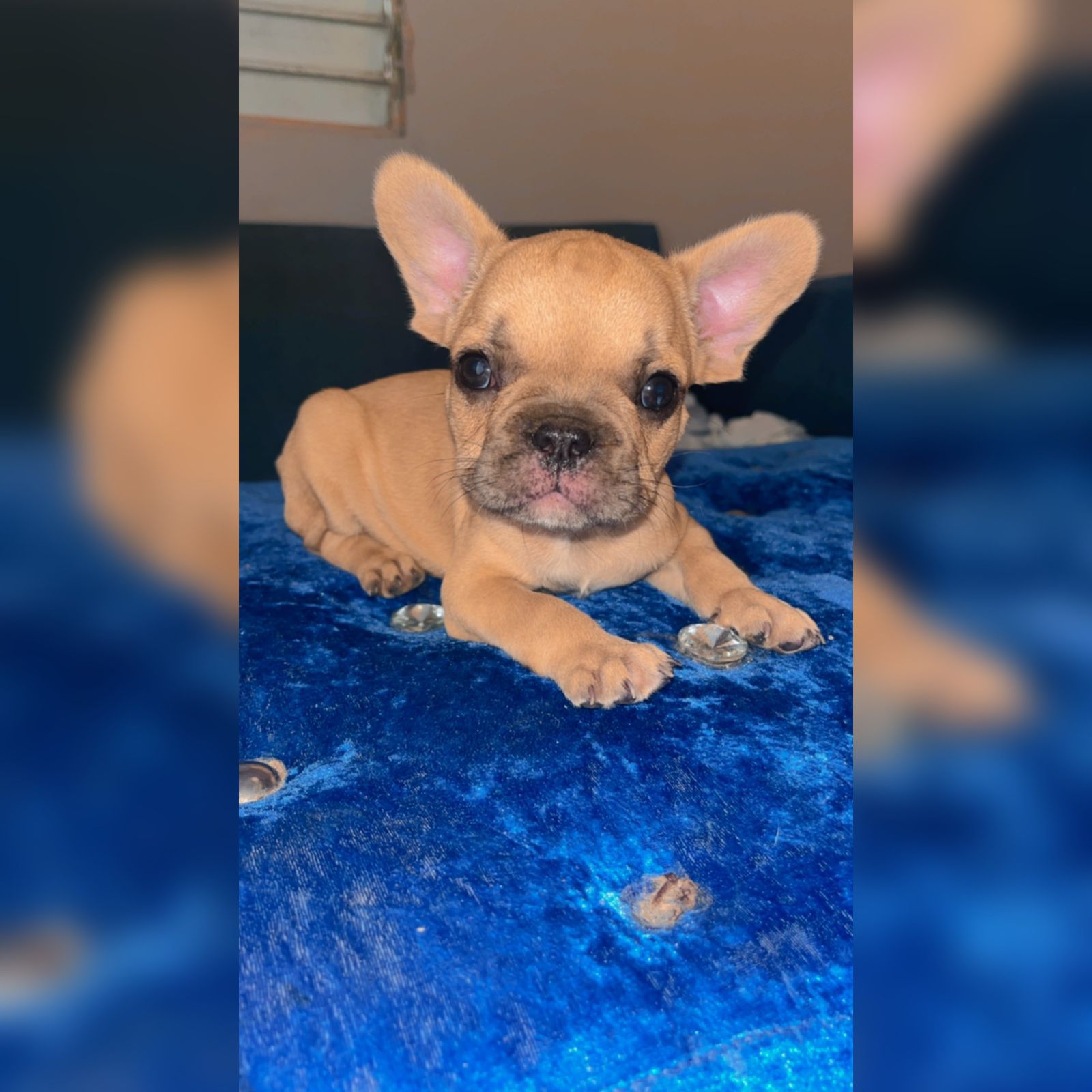 animales y mascotas - OFERTA CACHORRO BULLDOG FRANCES MACHO EN SANTO DOM