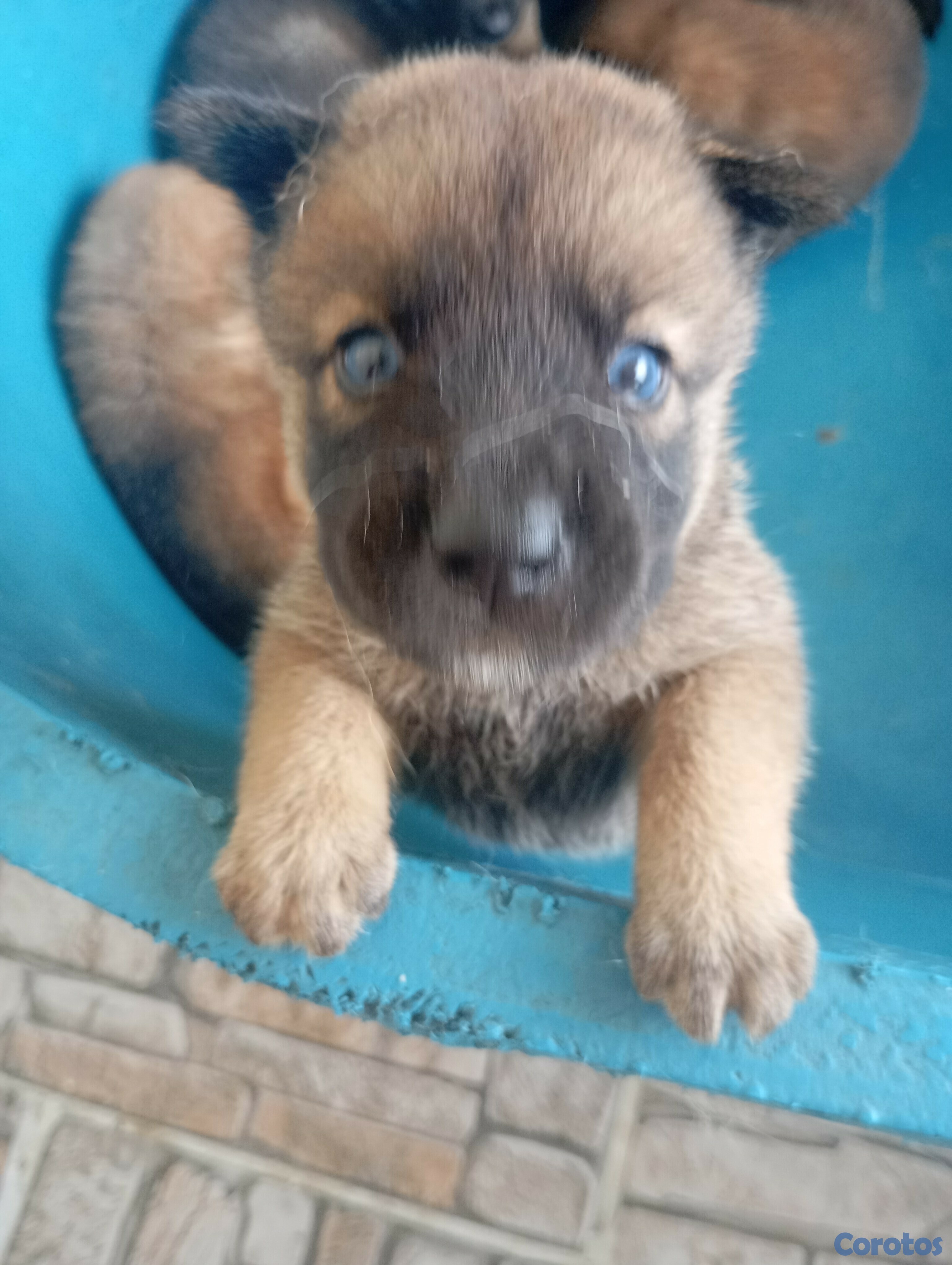 animales y mascotas - Husky con chow chow 1