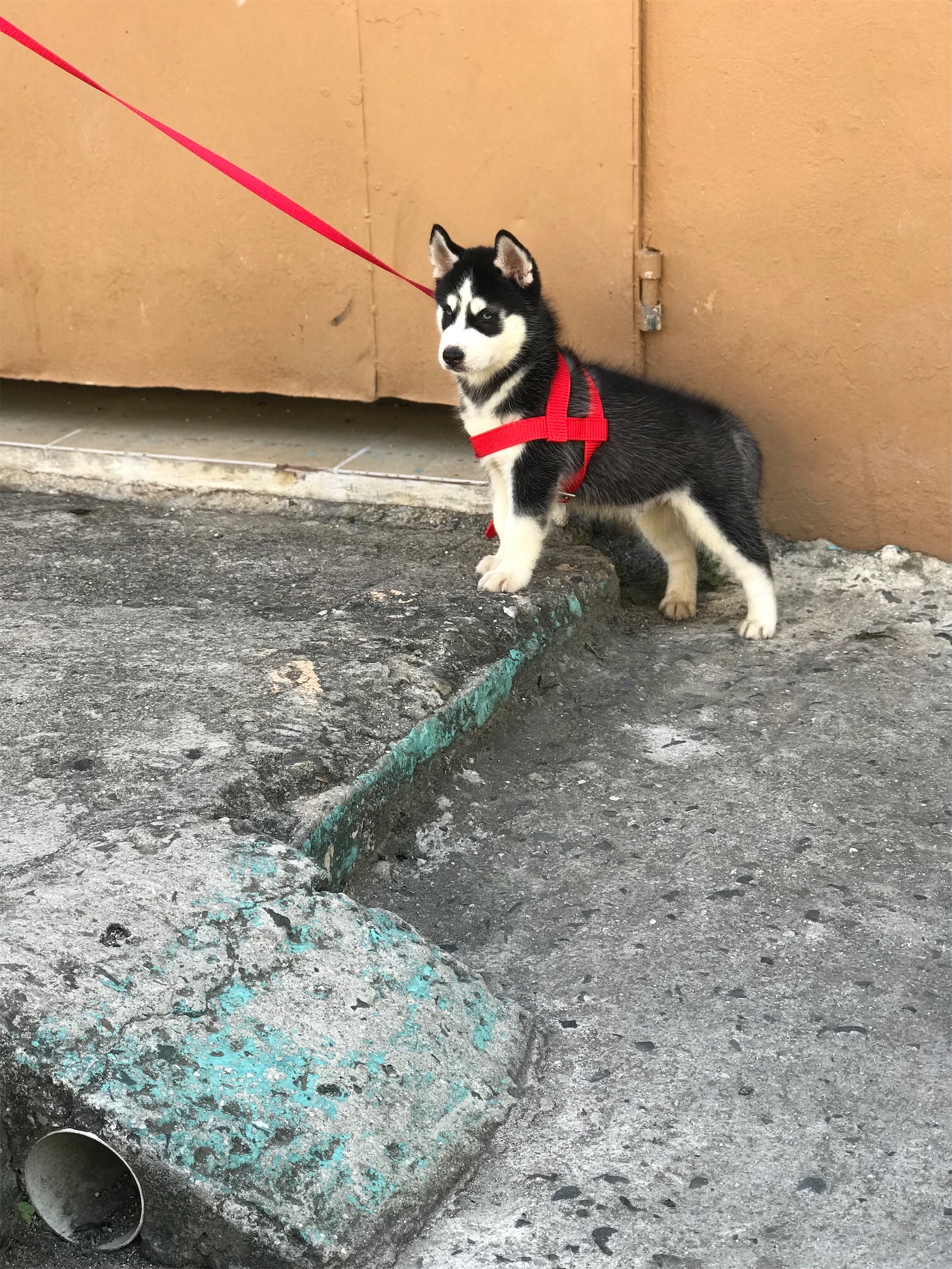 animales y mascotas - Cachorro de Husky Siberiano de 3 meses  2